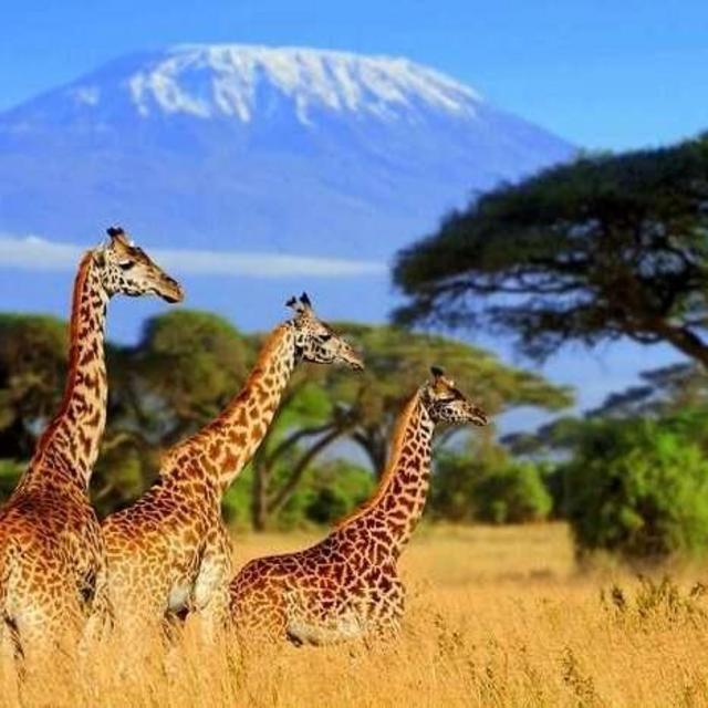 Honeymoon to South Africa