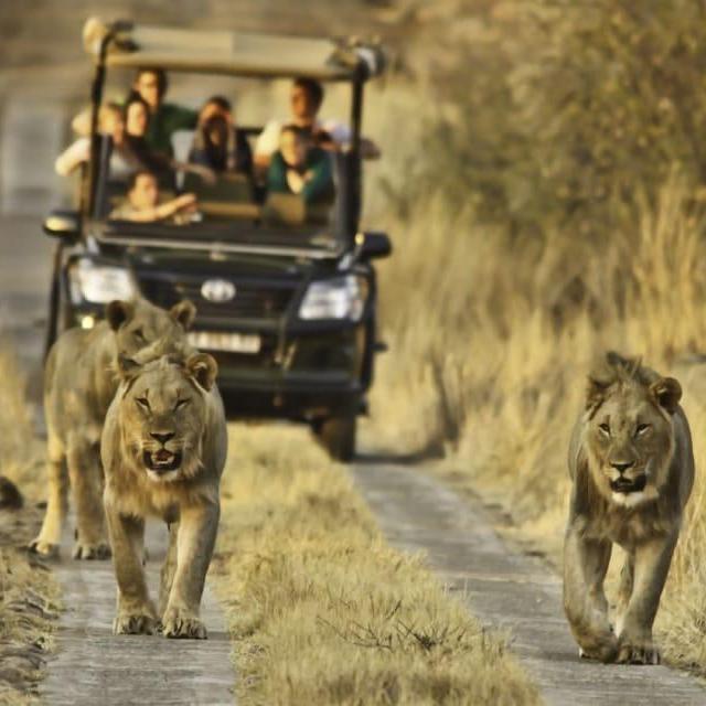 Safari Honeymoon