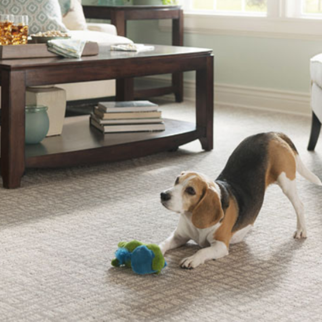 New Living Room Carpet