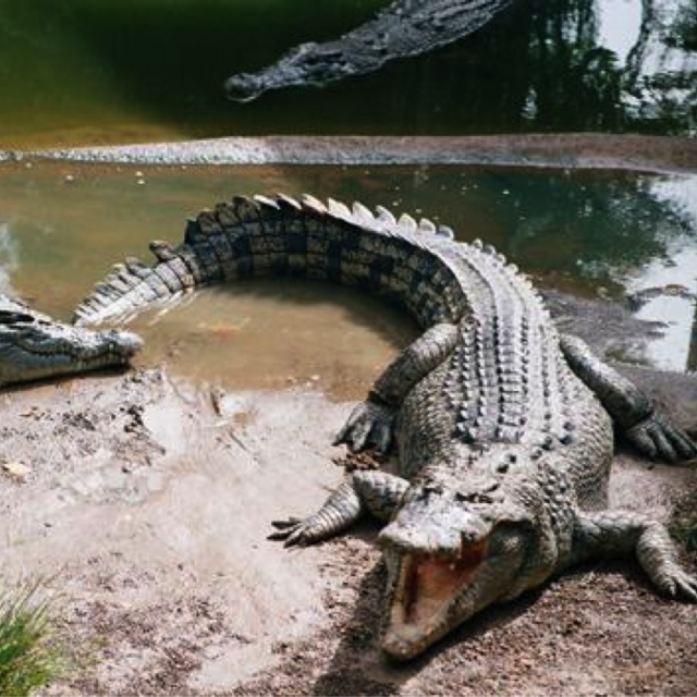 Day 10 - Litchfield National Park & Wildlife
