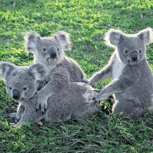 Day 4 - Brisbane Sights & Koala Sanctuary