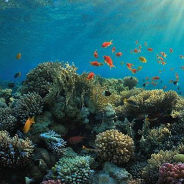 Snorkeling in the Greek Islands