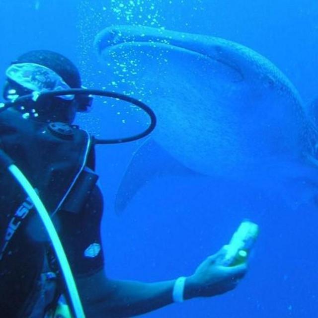 Dive with the Whale Sharks