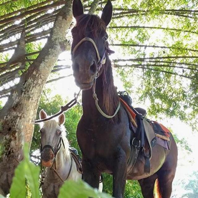 Horseback Tour