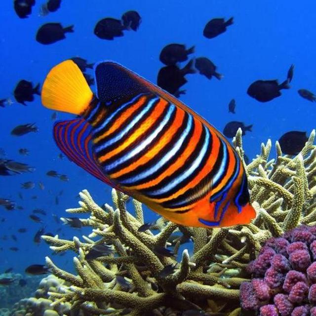 Snorkeling for Two