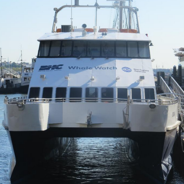 Boston Harbor Cruises: Whale Watching