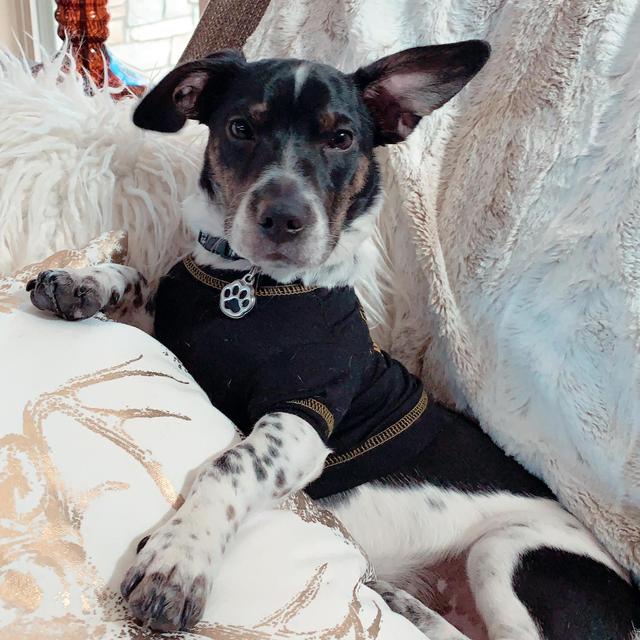 Year's Supply of Treats