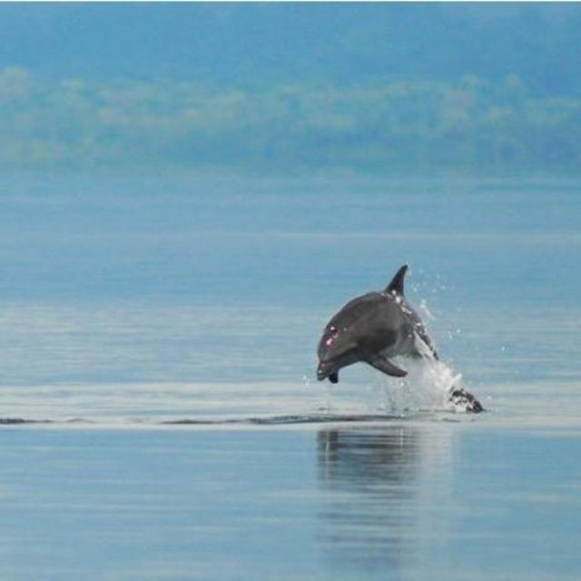 Dolphin watching tour and snorkeling