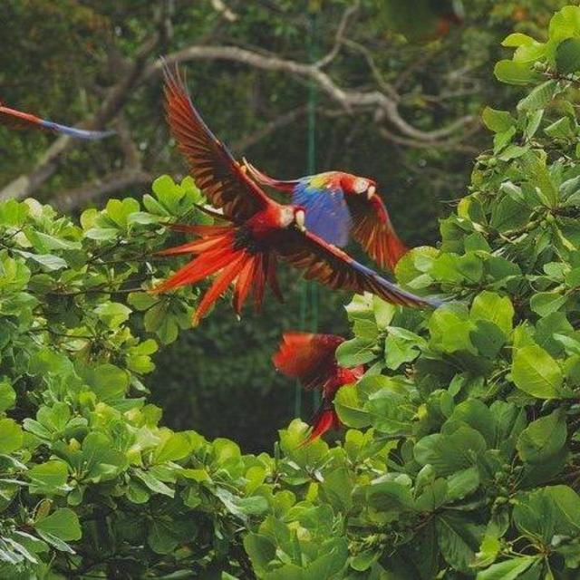 Corcovado National Park tour