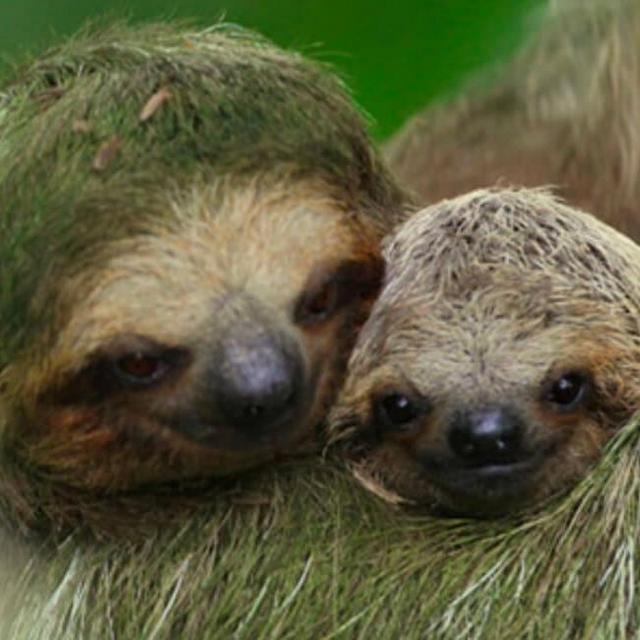 Sloth tour