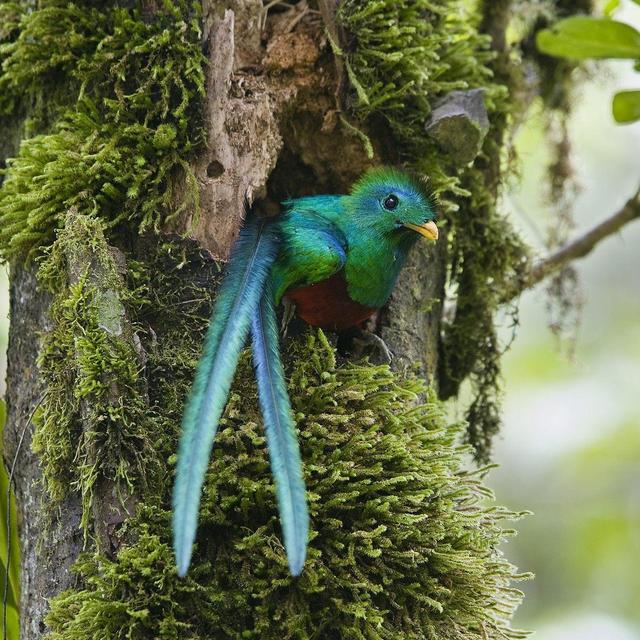 Monteverde Cloud Forest Guided Tour