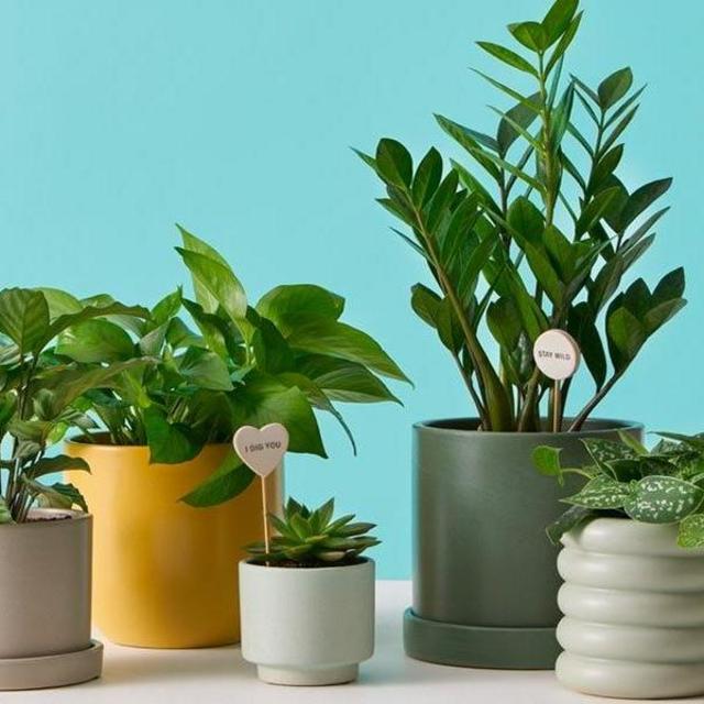 House Plant Fund