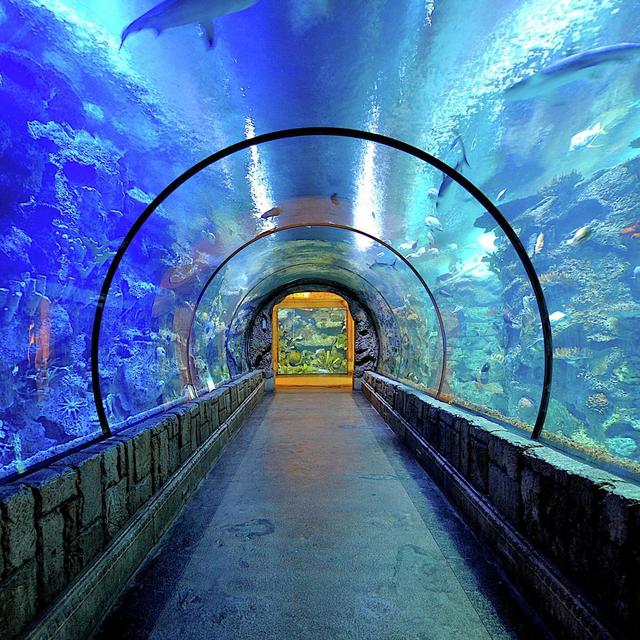 Shark Reef Aquarium