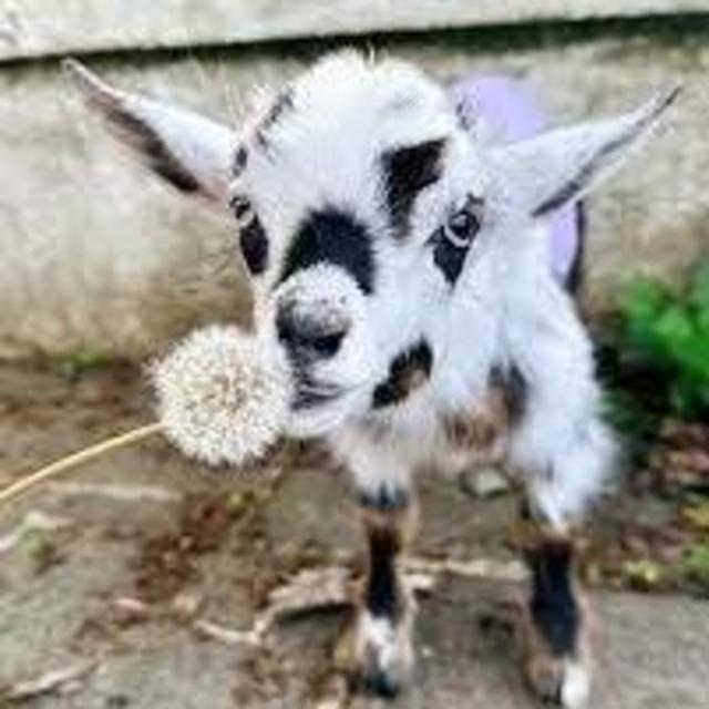 Goat fund
