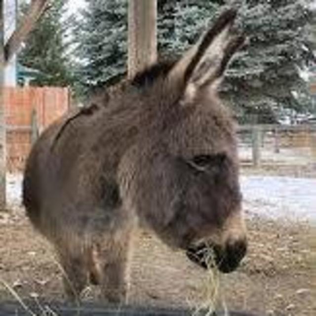 Donkey fund