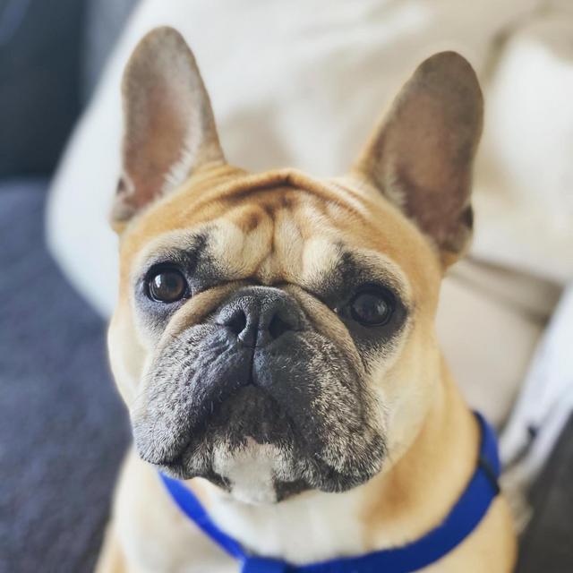 An extra night of Boarding for Punkin on our Honeymoon