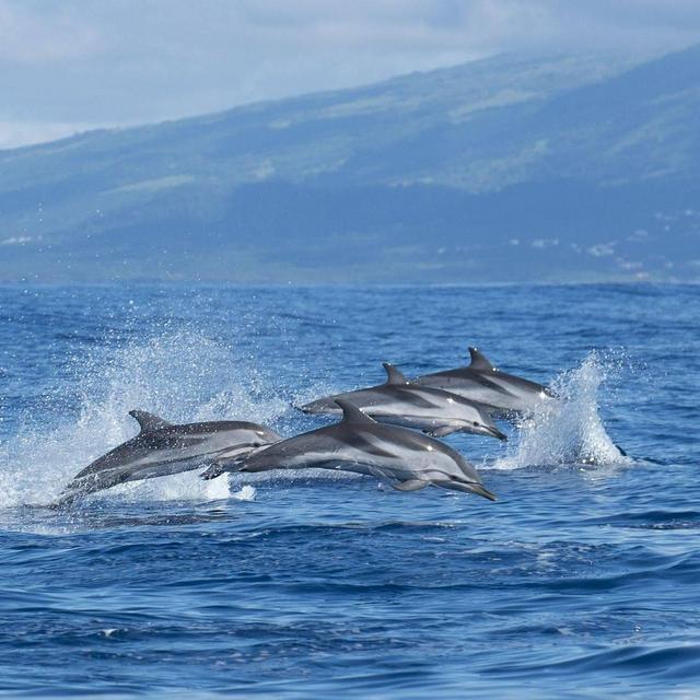 Dolphin & Whale Watching Tour