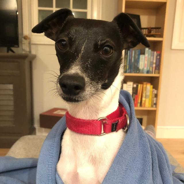 Pet Sitting for Pintxo