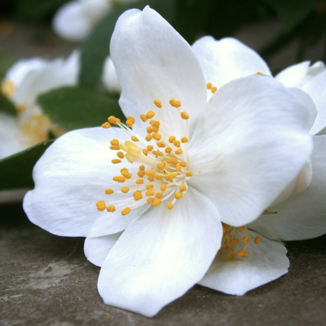 Jasmine Incense (1 oz)