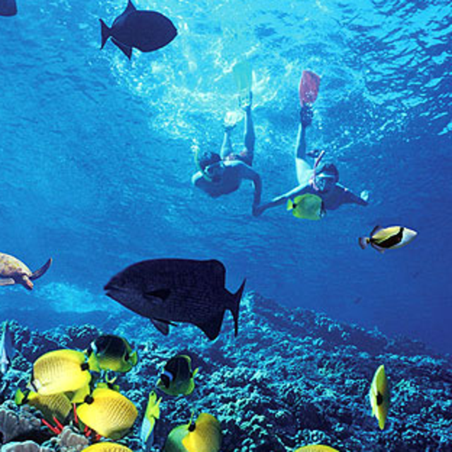 Snorkeling excursion