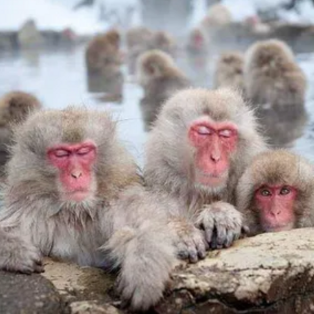 Tour macaco japonés