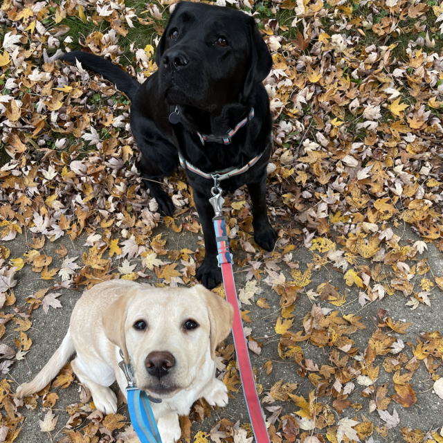 Doggy Day Care Fund