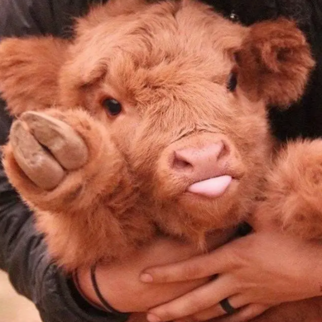 Barn Renovations & Farm Animals Fund