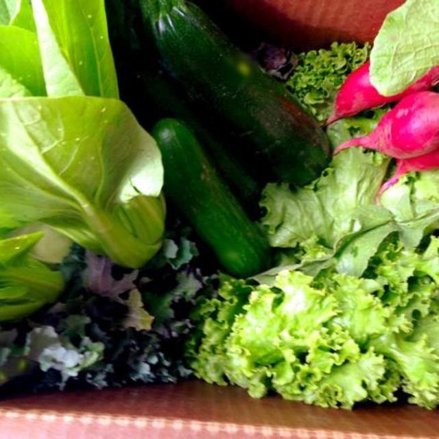 One week of a farm share