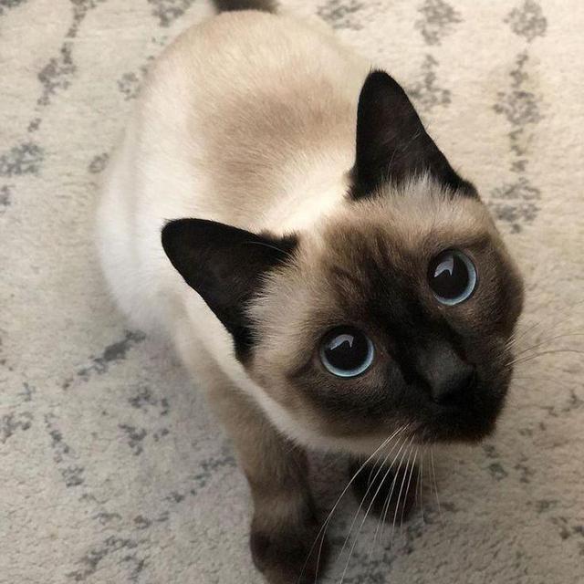 Cat Adoption Fund