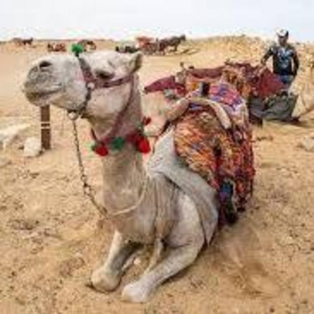 Camel riding and ATVs in the desert