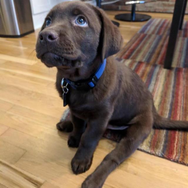 Puppy Care