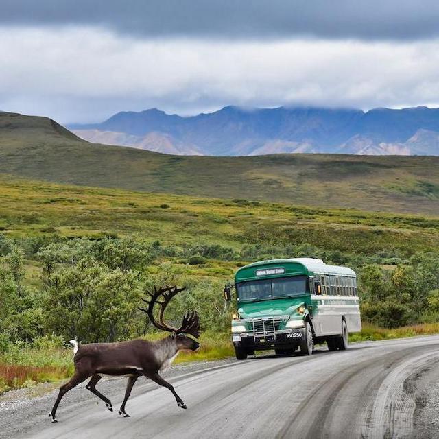 Honeymoon Wilderness Tour in Denali National Park