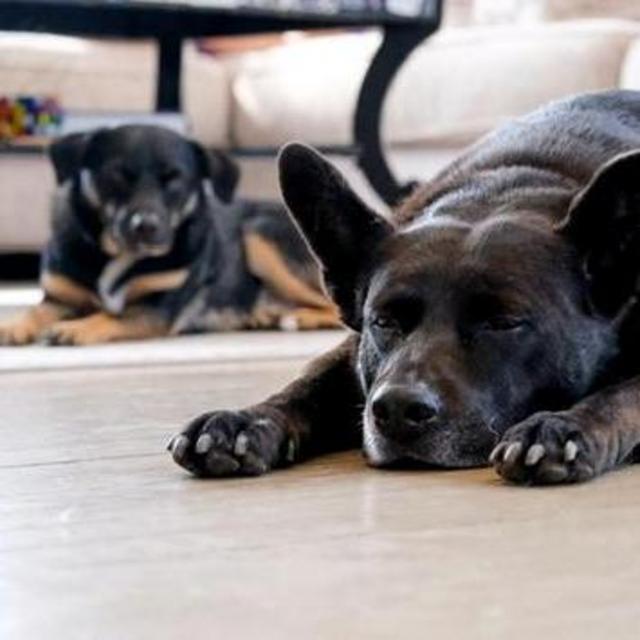 Pup fund