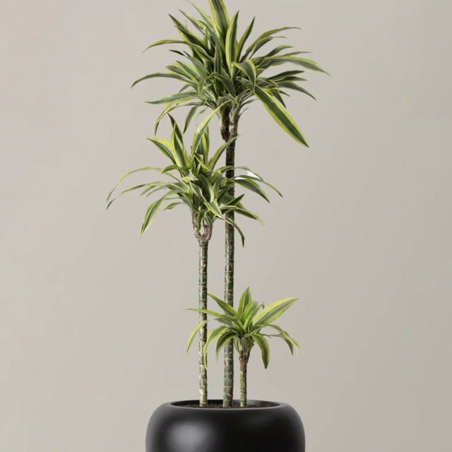 Large Dracaena Lemon Lime with Black Helena Pot