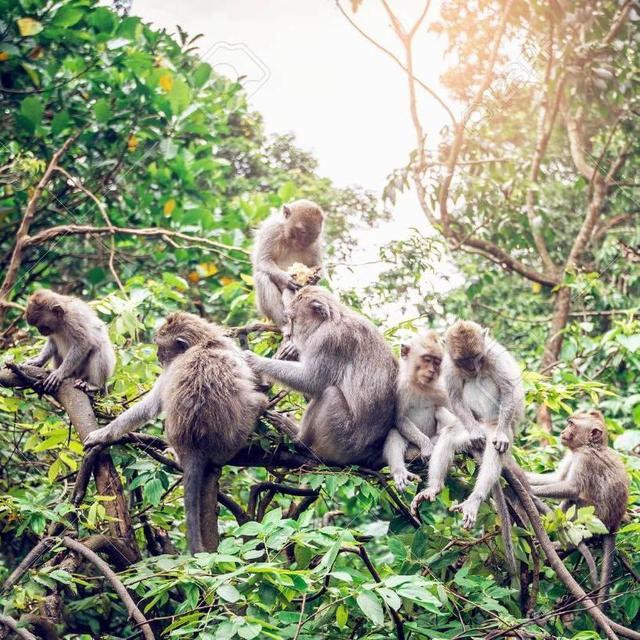 Sacred Monkey Forest in Ubud