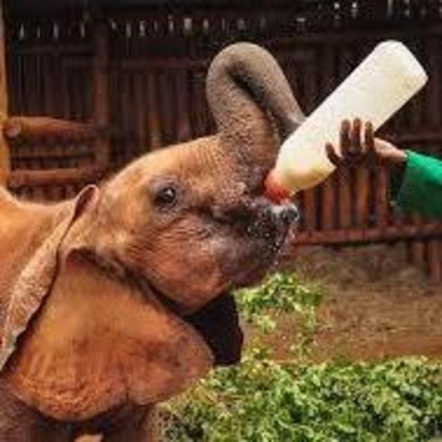 Foster an orphan elephant in our honor for a year (David Sheldrick Elephant & Rhino Orphanage)