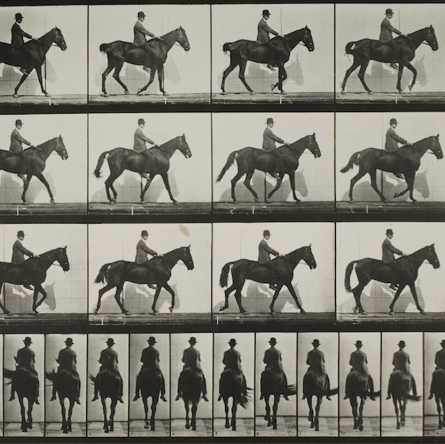 Eadweard Muybridge, Gazelle Walking, 1887