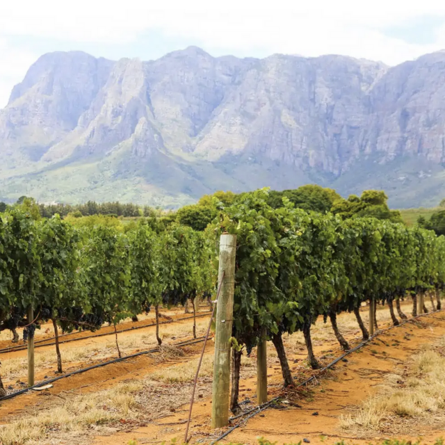 Vineyard Tour in Franschhoek