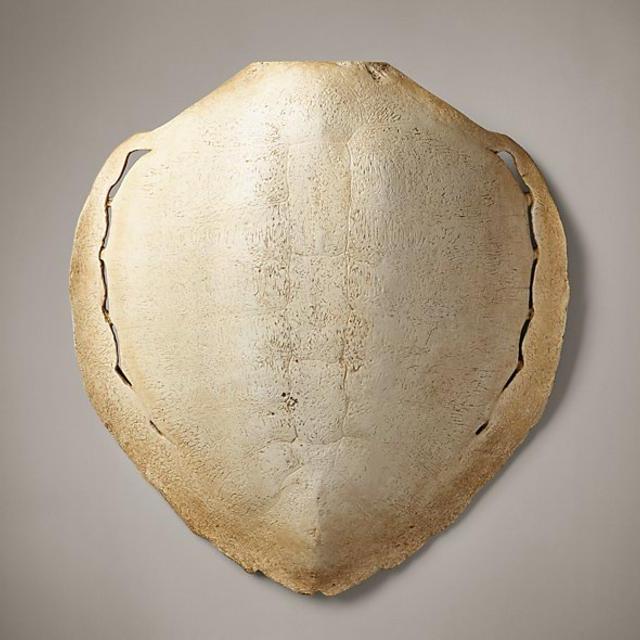 Sea Turtle Shell White - Extra-Large