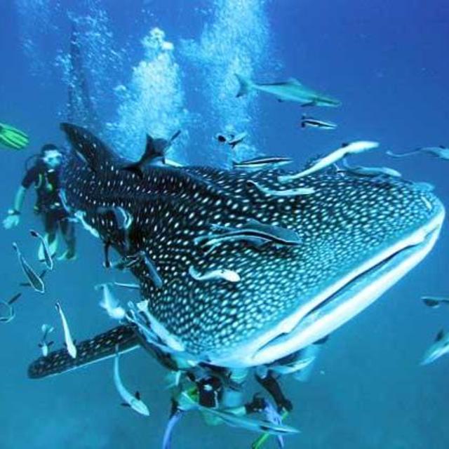 Swimming with Whale Sharks in Koh Samui (We hope!)