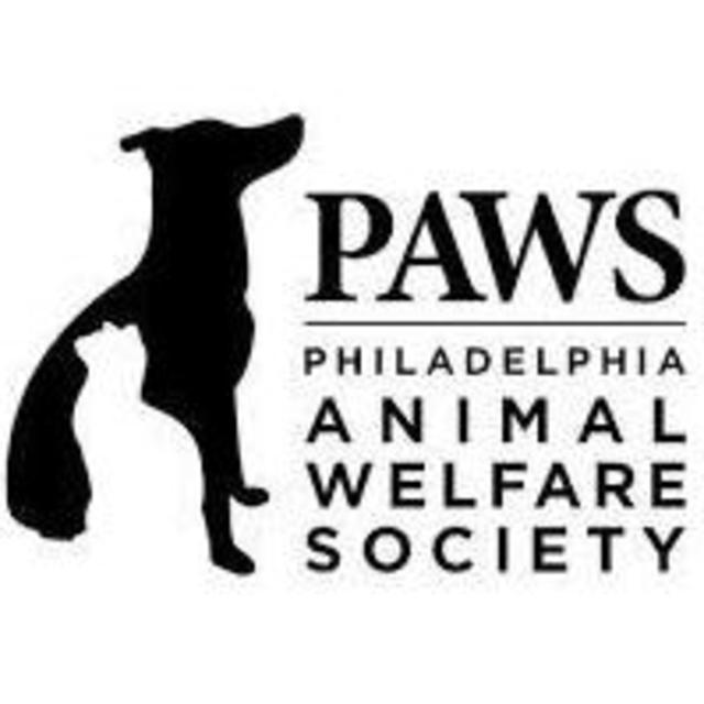 Rescue Kitten Adoption