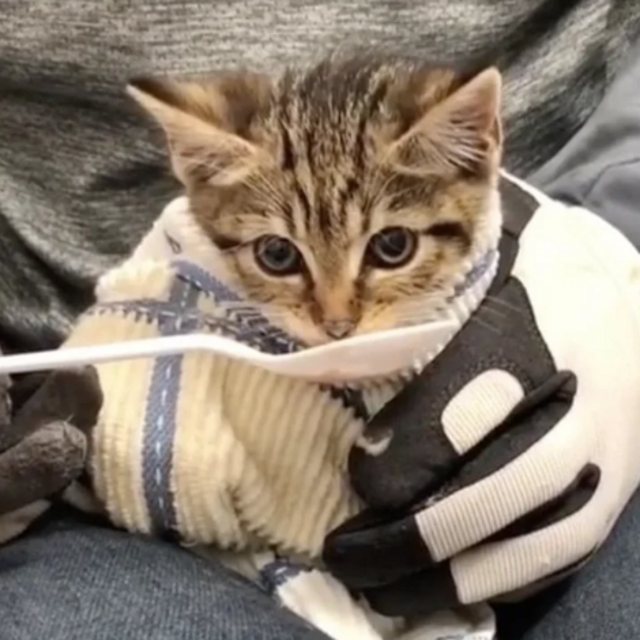 Donation to Flatbush Cats