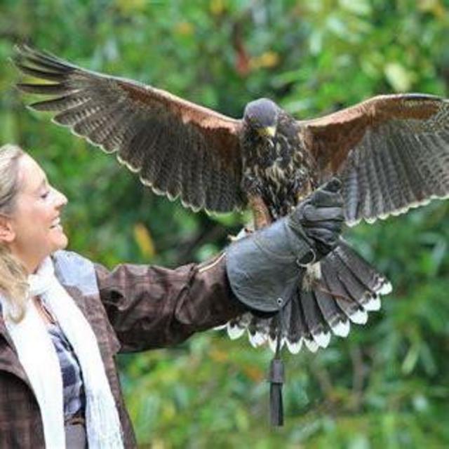 Royal Family Falconry Experience in Ireland
