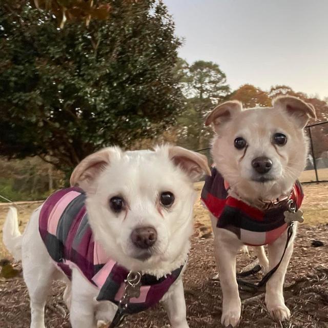 Yummy Treats for Fry & Bender