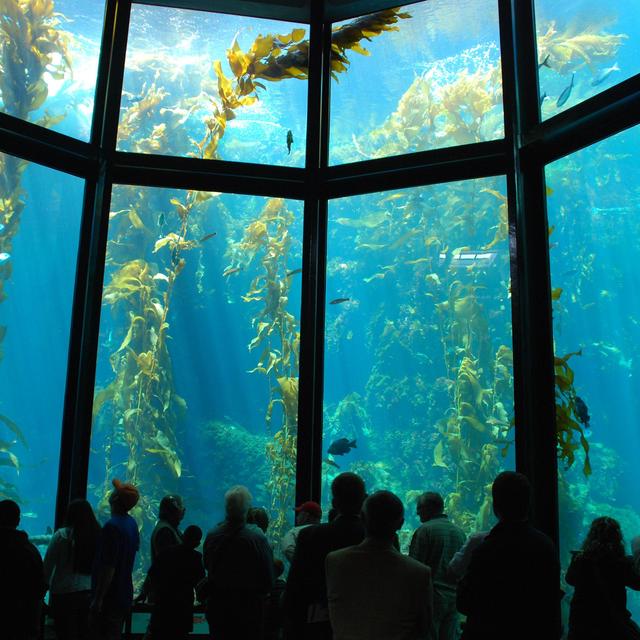Monterey Bay Aquarium Membership
