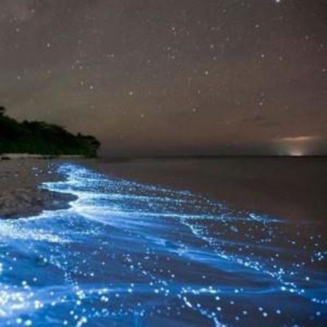Kayaking Bioluminescence Tour