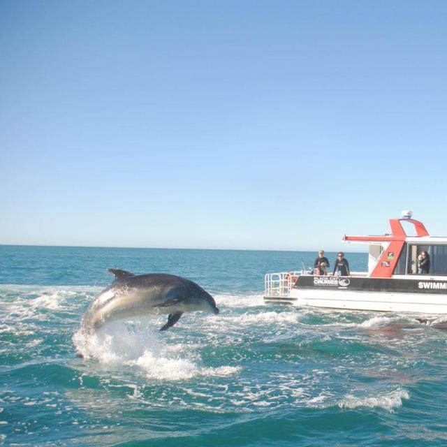 Akaroa, NZ - Black Cat Cruises Swimming with Dolphins