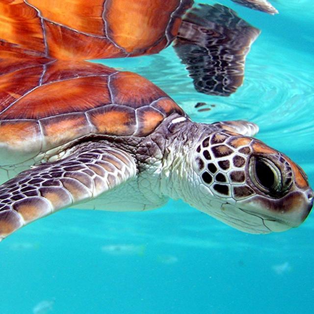 Visit the Rescued Sea Turtles at Te Mana O Te Moana