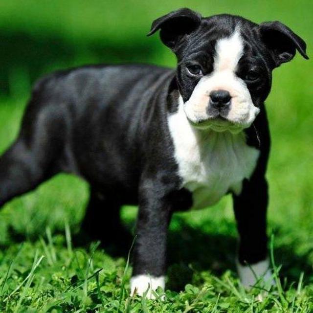 Barks Needs a Buddy!