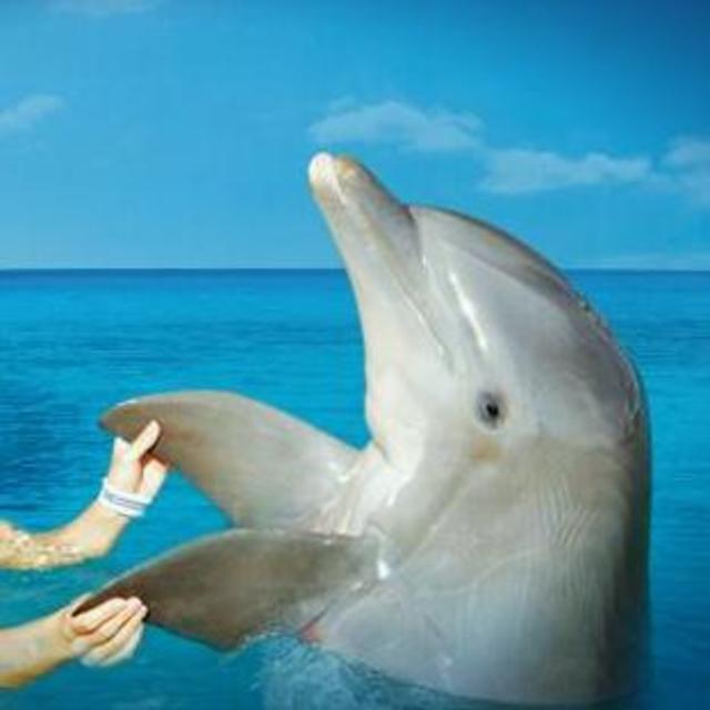 Dolphin Swim Adventure